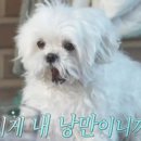 고메막국수 이미지