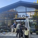 통일로1267번길 | 고양동구 옐로커피 반려동물 동반 가능 대형카페 단풍은행나무 맛집 내돈내산후기