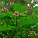 복분자(覆盆子) -Korean blackberry 이미지