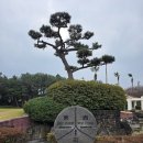 구르는 제주 | 제주 크라운cc 현재 잔디 컨디션은 어떨까?