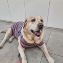 멍멍냐옹동물병원 이미지