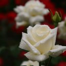 내마음의 풍차 이미지