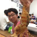 [울릉도여행 2-2] 나리분지/태하향목 모노레일/천금수산 독도새우 - 울릉도 일주도로