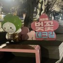시영아파트 경로당 | 부산 개금 벚꽃길 개화상황 야경이 예쁜 벚꽃 산책로