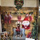 뛰뛰 강아지 놀이터 | 인천애견운동장 추천 식사가 가능한 인천애견카페 개떼놀이터 인천점