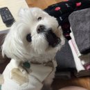 준투노래타운 이미지