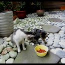 부뚜막이야기 이미지