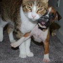 아지랑양이 이미지