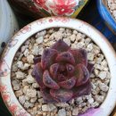 원앙농장 이미지