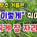 부추 밑거름추비는 이렇게 줘야 굵게 잘 자라요 부추 굵게 키우는법 부추키우기 부추추비방법 이미지