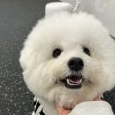 멍토피아