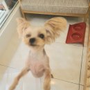 그루밍 하와이 이미지