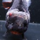 다루아쿠아 이미지