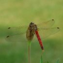 고추잠자리 이미지