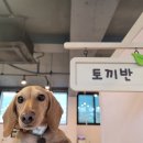 도담유치원 | [경주 반려견 유치원 추천] 경주 도담 반려견 유치원 (1년 넘도록 보낸 내돈내산 후기!!)