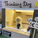 Thinking Dog(띵킹 독)