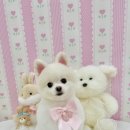 아멍띠에 이미지