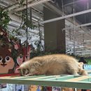 ㈜디 앤 에이 | [테이블에이 앤 우쥬 송도점 인천 송도 실내 동물원] 데이트 추천 내돈내산