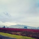 코스코마켓 이미지