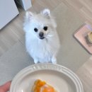 멍린이집 이미지