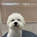 쁘띠애견미용실 이미지