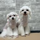 더빛나개 이미지