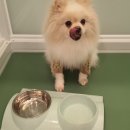 오마이멍멍 이미지