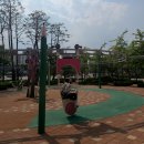 보령천 | [증평여행] 보강천 미루나무숲 다녀오세요!! 강추강추[23.5.13]