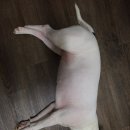 정람 이미지