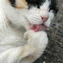 샙
