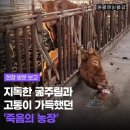 이윤축산 | 블로그 수익으로 방치 된 당나귀에게 기부하기