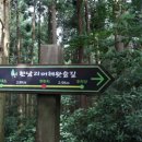 피톤치드 이미지