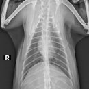 워너비 동물병원 이미지