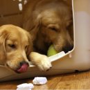 장군켄넬 이미지