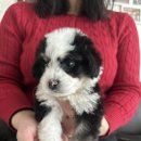 대한켄넬 이미지