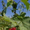 초월농장(2) 이미지