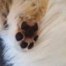 라니네 애견샵 이미지