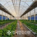 신선채소 이미지