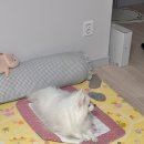 고양이 세수_설렘 | 번아웃이와도 꿋꿋이 노는 일상zip.