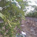 진일농장 이미지