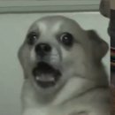 회기호프