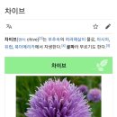 차이브(CHIVES)