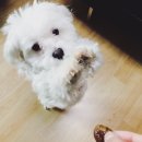 개쌀롱 이미지
