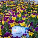 ☞11조☜ 식물도감 (펜지 : Viola tricolor var. hortensis) 이미지