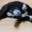 고양이 유치원 이미지