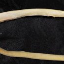 오리와 장어 이미지