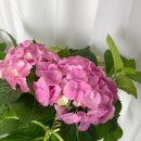 파피루스플러스(Papyrus+) | 팡팡플랜트 네이버쇼핑Live 기획전 방송후기! 인기 공기정화,인테리어식물 대방출!