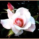 사람이 꽃보다 아름 이미지