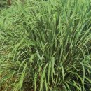 레몬그라스 이미지