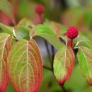 산딸나무 [Cornus kousa]도 물이 들고 이미지